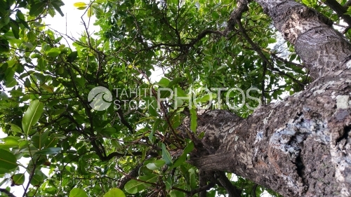 Tropical Tree shot from below, Arbre tropical 