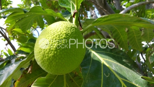 Breadfruit tree, Fruit de l'arbre Ã  pain
