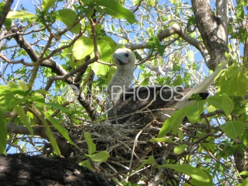 Young Sea bird nesting, fou brun juvenile dans son nid