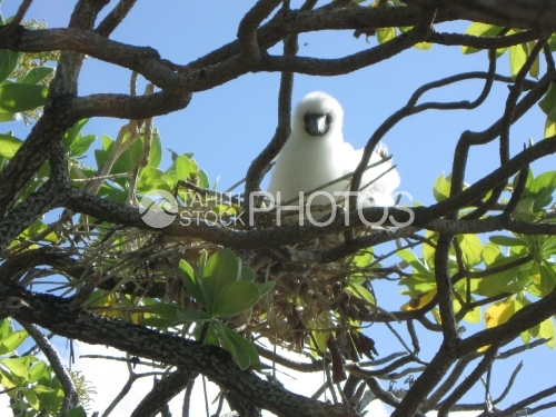Young Sea bird nesting, fou brun juvenile dans son nid
