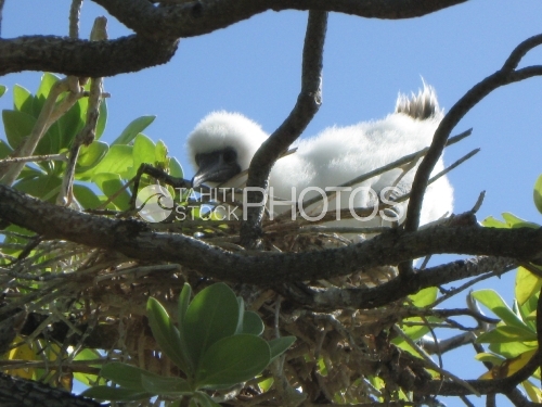 Young Sea bird nesting