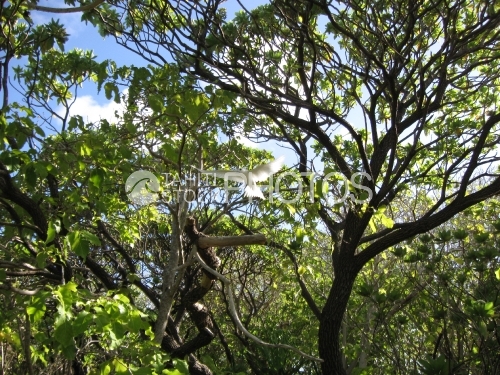 Sterne blanc dans les arbres, White stern in the trees