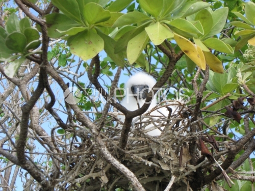 Young Sea bird nesting, fou brun juvenile dans son nid