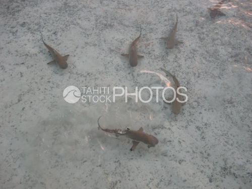 Black Tip Sharks in the lagoon