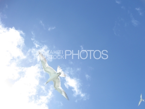 Bird in the sky, Oiseaux dans le ciel
