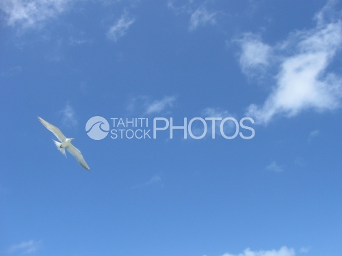 Bird in the sky, Oiseaux dans le ciel