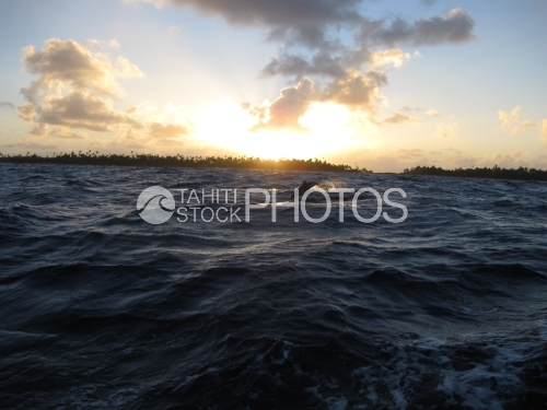 Dolphin jumping in the waves, Dauphin dans les vagues