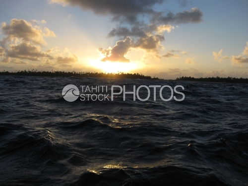 Dolphin jumping in the waves, Dauphin dans les vagues