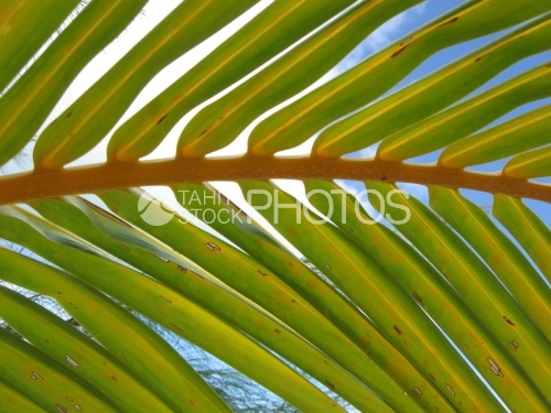 Coconut tree and sky