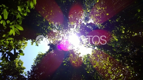 Soleil au travers des arbres, Sun In The Trees