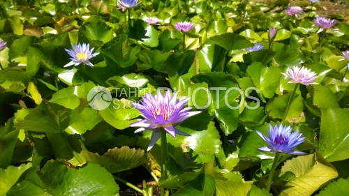 Tahiti, Field of Nenuphars