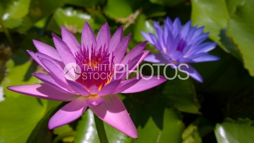 Pair of Nenuphars, Tahiti