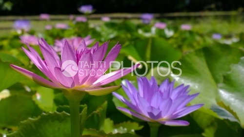 Tahiti, field of Nenuphars 