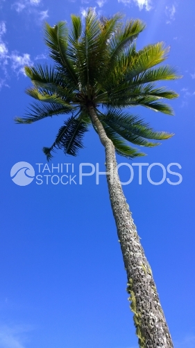 Long Cocotier sous le ciel bleu, Coconut Tree Under Blue Sky