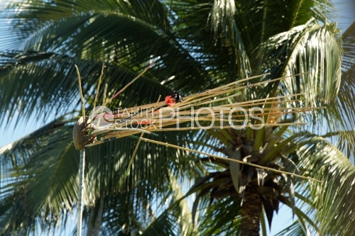 Target of traditionnal spearing