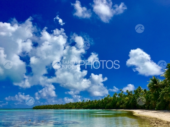 Tetiaroa, Beach of Motu Rimatu near a coconut trees plantation