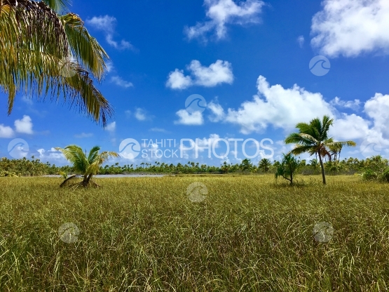 Tetiaroa, Vegetation and small lake on Motu Rimatu