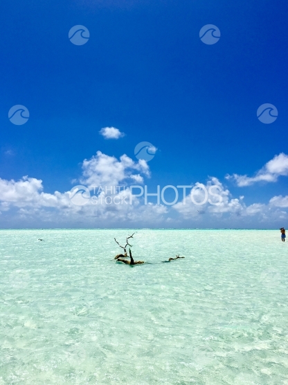 Dead branch in the lagoon of Tetiaroa