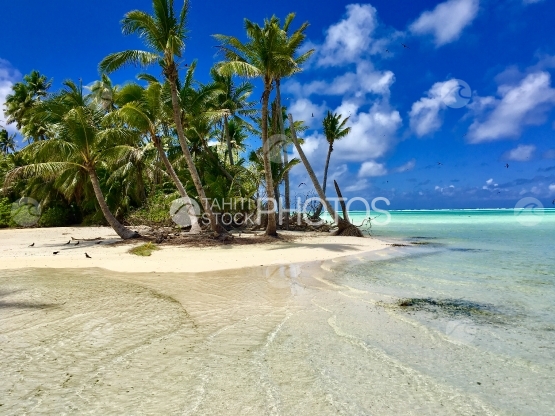 Tetiaroa, Palm trees at the white sand beach of Tahuna Rahi