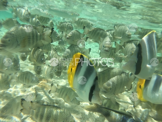 Fish swarm in the lagoon of Tetiaroa