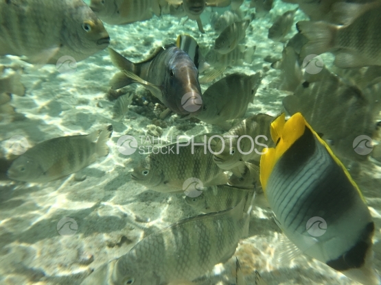Fish swarm in the lagoon of Tetiaroa