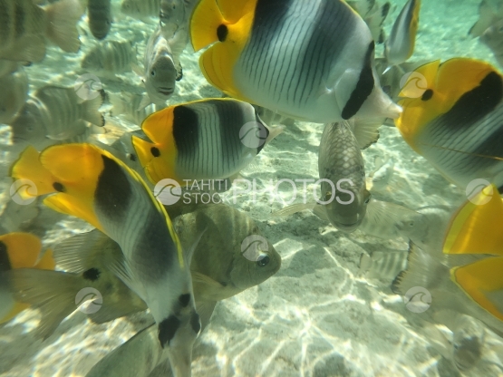 Butterfly Fish swarm in the lagoon of Tetiaroa