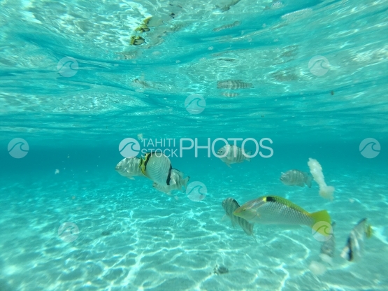 Tropical fish swarm in the lagoon of Motu Mahare, Huahine