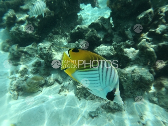 Fish swarm in the lagoon of Motu Mahare, Huahine