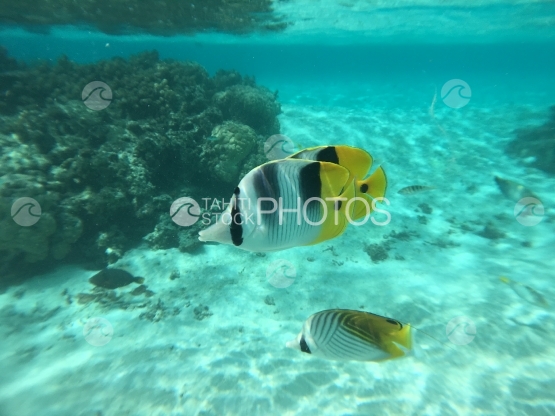 Fish swarm in the lagoon of Motu Mahare, Huahine
