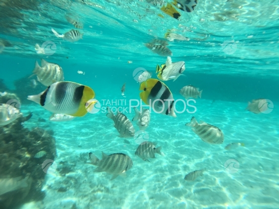 Fish swarm in the lagoon of Motu Mahare, Huahine