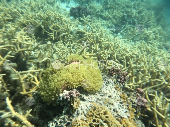 Sea anemone and corals in the lagoon