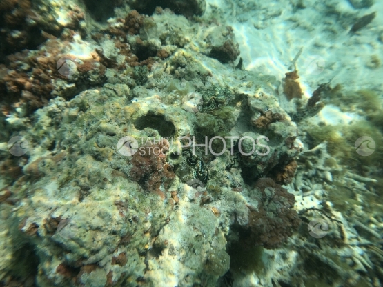 Coloured shells in the lagoon of Tahaa