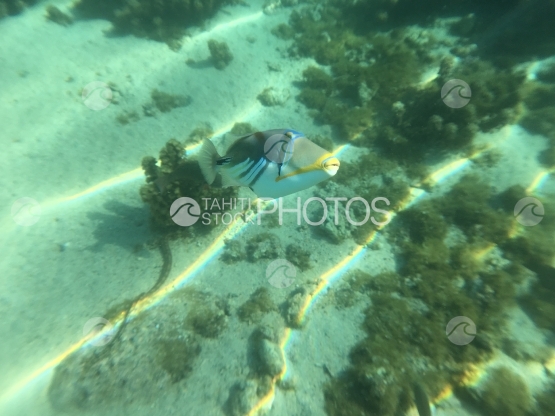 Lagoon Picasso triggerfish swimming in the lagoon
