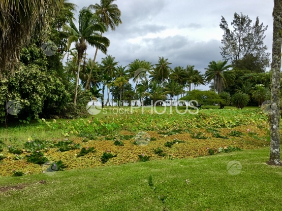 Tahiti, Lawn and Coconut trees in the Harrison Smith Botanical Garden