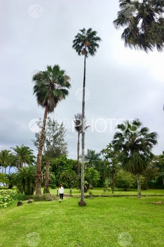 Tahiti, lady walking in the Harrison Smith Botanical Garden