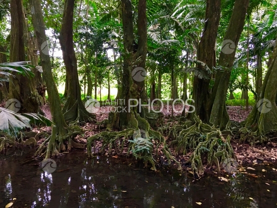 Tahiti, Tropical chestnut trees and river of the Harrison Smith Botanical Garden