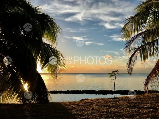 Moorea, sunset on the lagoon behind the coconut trees
