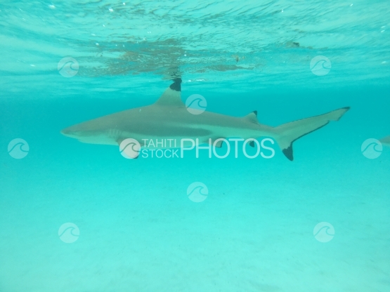 Moorea, Black tip lagoon shark swimming in turquoise water