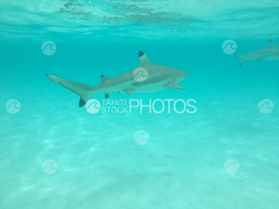 Moorea, black tip lagoon shark in turquoise water, swimming