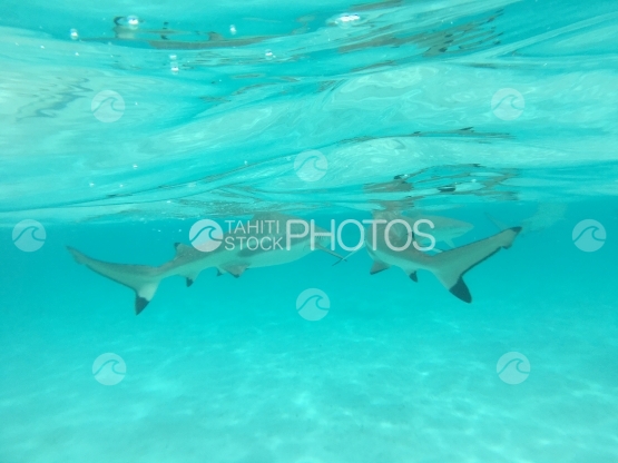 Moorea, Two black tip sharks swimming in the lagoon