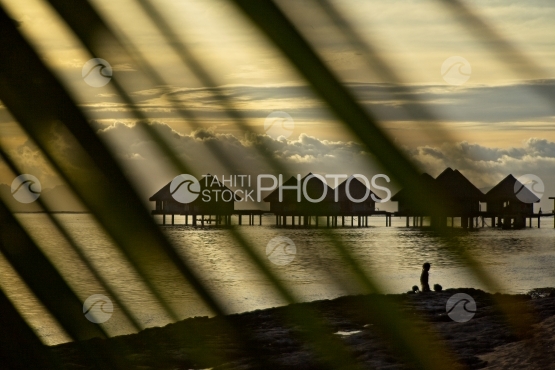 Luxury over water bungalow and sunset, Moorea in the backyard, shot behind palmtree