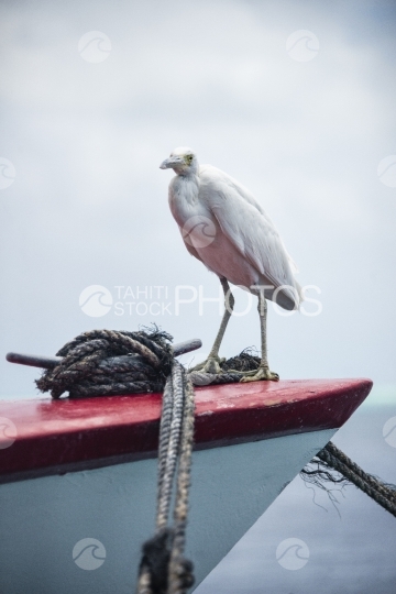 Egret at the front of a red boat