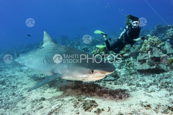 Tahiti, Tiger shark swimming beside a scuba diver