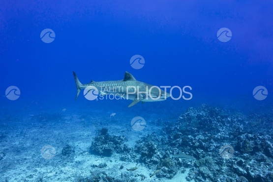 Tahiti, Tiger shark swimming
