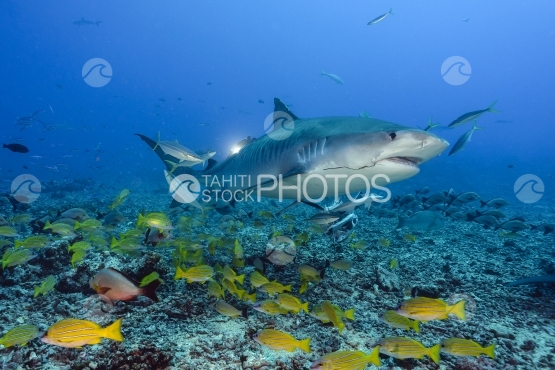 Tahiti, tiger shark swimming close to photograph