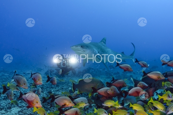 Tahiti, tiger shark filmed by cameraman