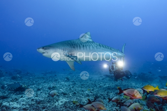 Tahiti, tiger shark filmed by cameraman