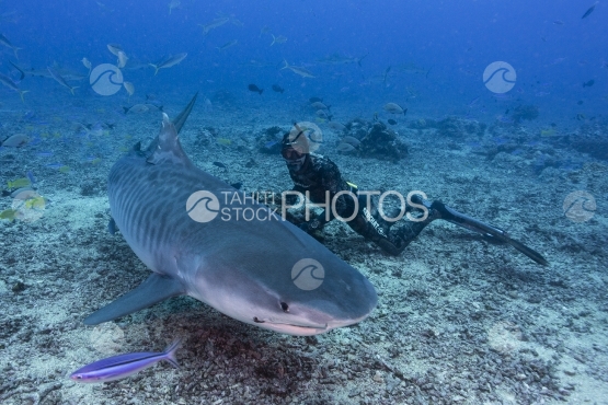 Tahiti, free diver with a tiger shark swimming around