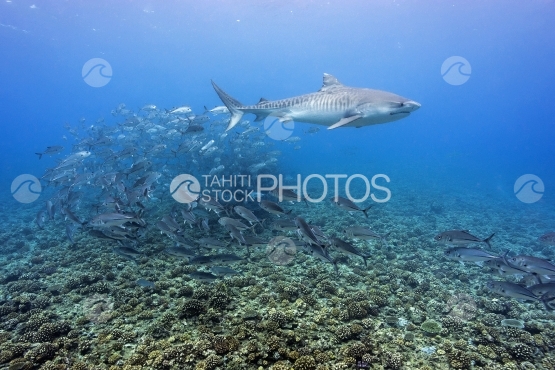 Tahiti, tiger shark swimming around schooling jackfish