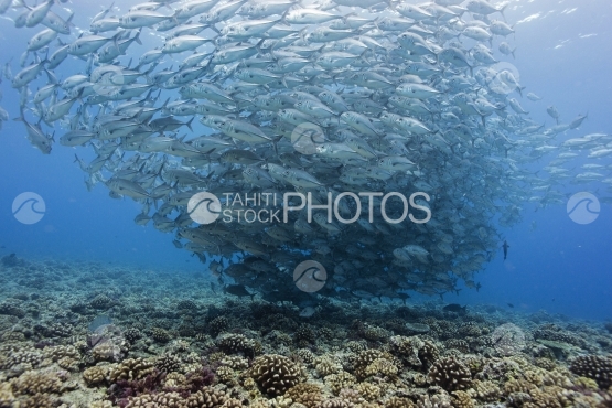 Tahiti, big school of jack fish near the coral reef